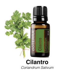 Cilantro