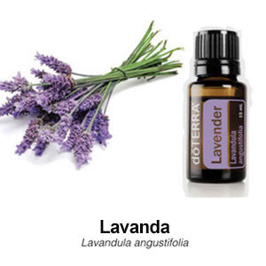 Lavanda