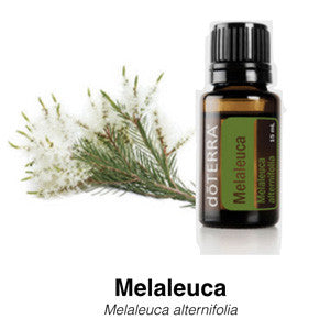 Melaleuca